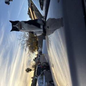 Lost Cat Tommy