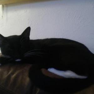 Lost Cat Milo
