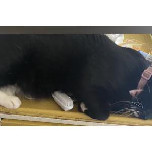 2nd Image of Milo, Lost Cat