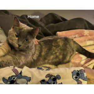 Image of Asher, Lost Cat