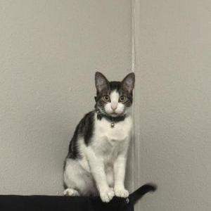 Lost Cat Willow