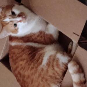Image of Bubba, Lost Cat