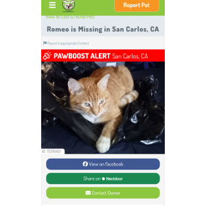 Image of ROMEO, Lost Cat