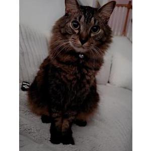 Lost Cat Astro
