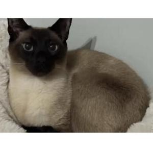 Image of Remy, Lost Cat