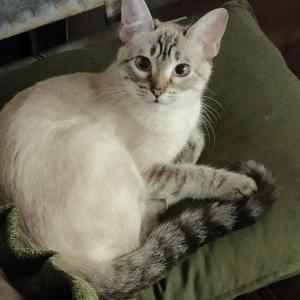 Lost Cat Honey
