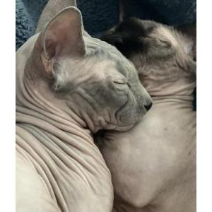 Image of Max, Lost Cat