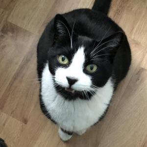 Image of Benson, Lost Cat