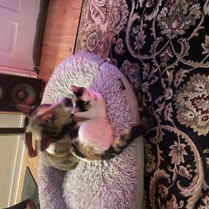 Lost Cat Unknown