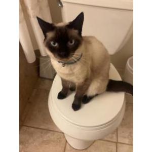 Image of Beetle, Lost Cat