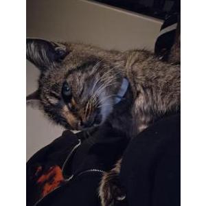 Image of Bala, Lost Cat