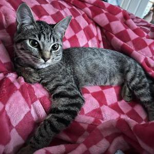 Image of Patty Melt, Lost Cat