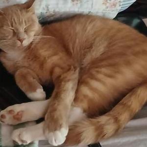 Lost Cat Yoda