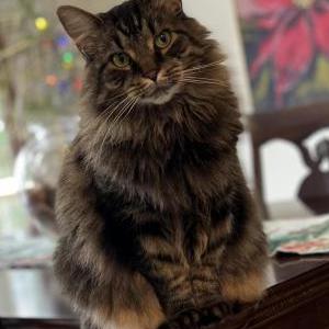 Lost Cat Dixon