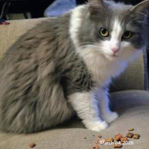 Image of Page, Lost Cat