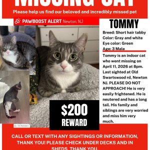 Image of Tommy, Lost Cat