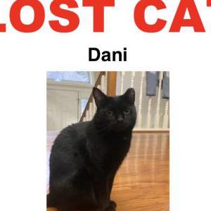 Lost Cat Dani