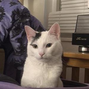 Image of Chase, Lost Cat
