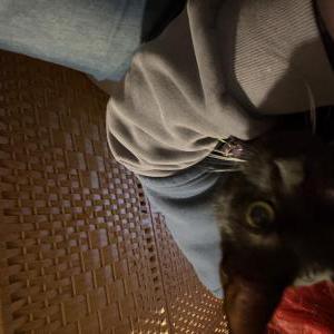 Lost Cat Winifred/Winnie