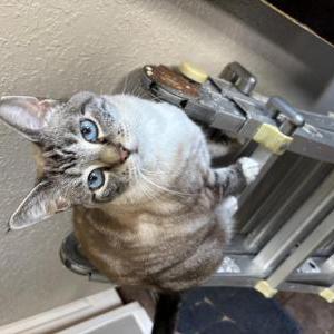 Lost Cat Molly