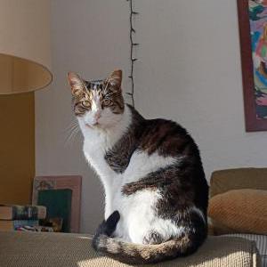 Image of Mushi, Lost Cat