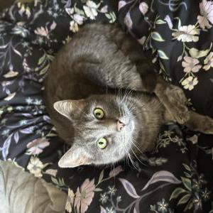 Image of goose, Lost Cat