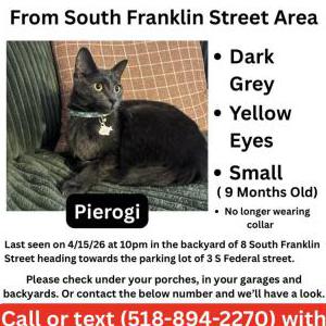 Image of Pierogi, Lost Cat