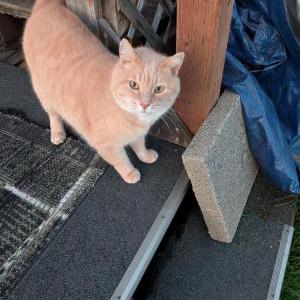Image of Tommy, Lost Cat
