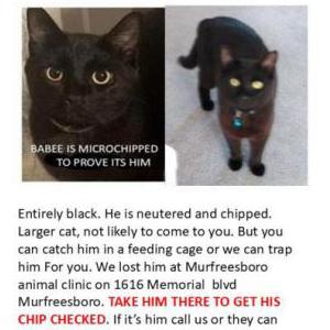 Image of babee, Lost Cat