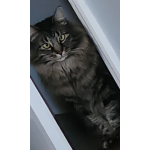 Image of Bruno, Lost Cat