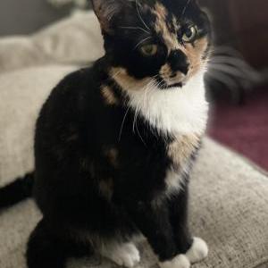 Lost Cat Skitzy