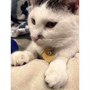 Image of Turkey, Lost Cat