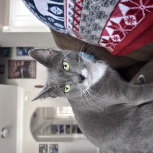 Image of Kiwi, Lost Cat