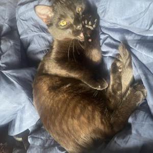Image of Clipto, Lost Cat