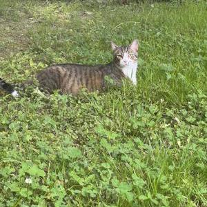 Lost Cat Jojo