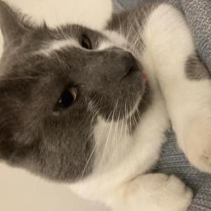 Image of Smokey, Lost Cat