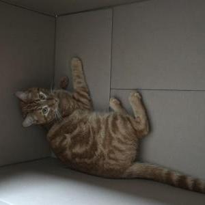 Image of Garfield, Lost Cat