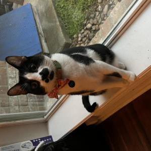Image of Zuko, Lost Cat