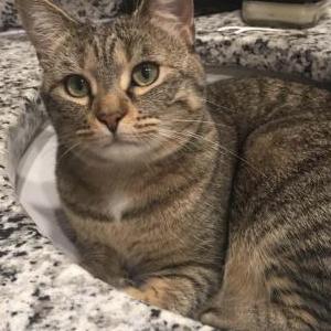 Lost Cat Lola