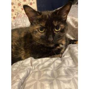 Image of Kat, Lost Cat