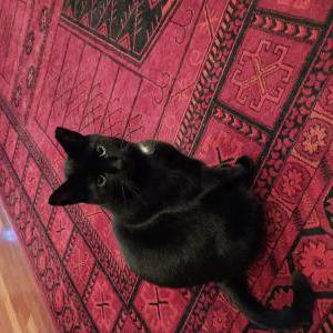 Image of Blackie, Lost Cat