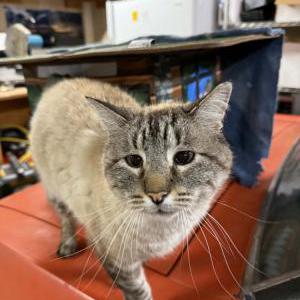 Image of Princess, Lost Cat