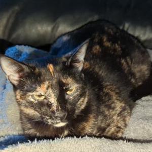 Lost Cat Maple