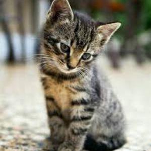 Lost Cat Layla