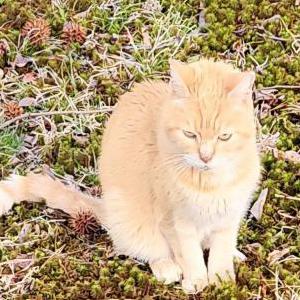 Image of Bear, Lost Cat