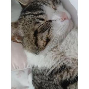 Image of Nino, Lost Cat