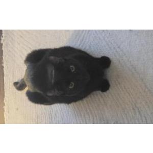 Image of T'Chaka, Lost Cat