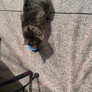 Image of Unknown, Found Cat