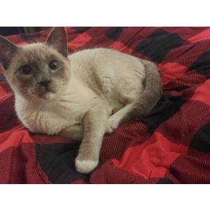 Image of Niko, Lost Cat