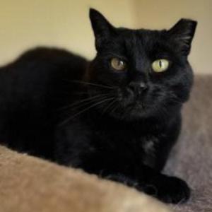 Lost Cat Arwen
